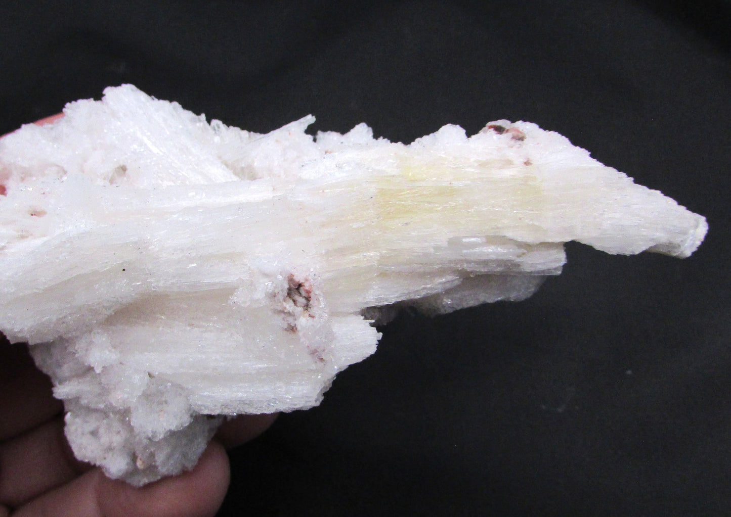 Ram's Horn Selenite - Stone of Spiritual Activation & Transformation