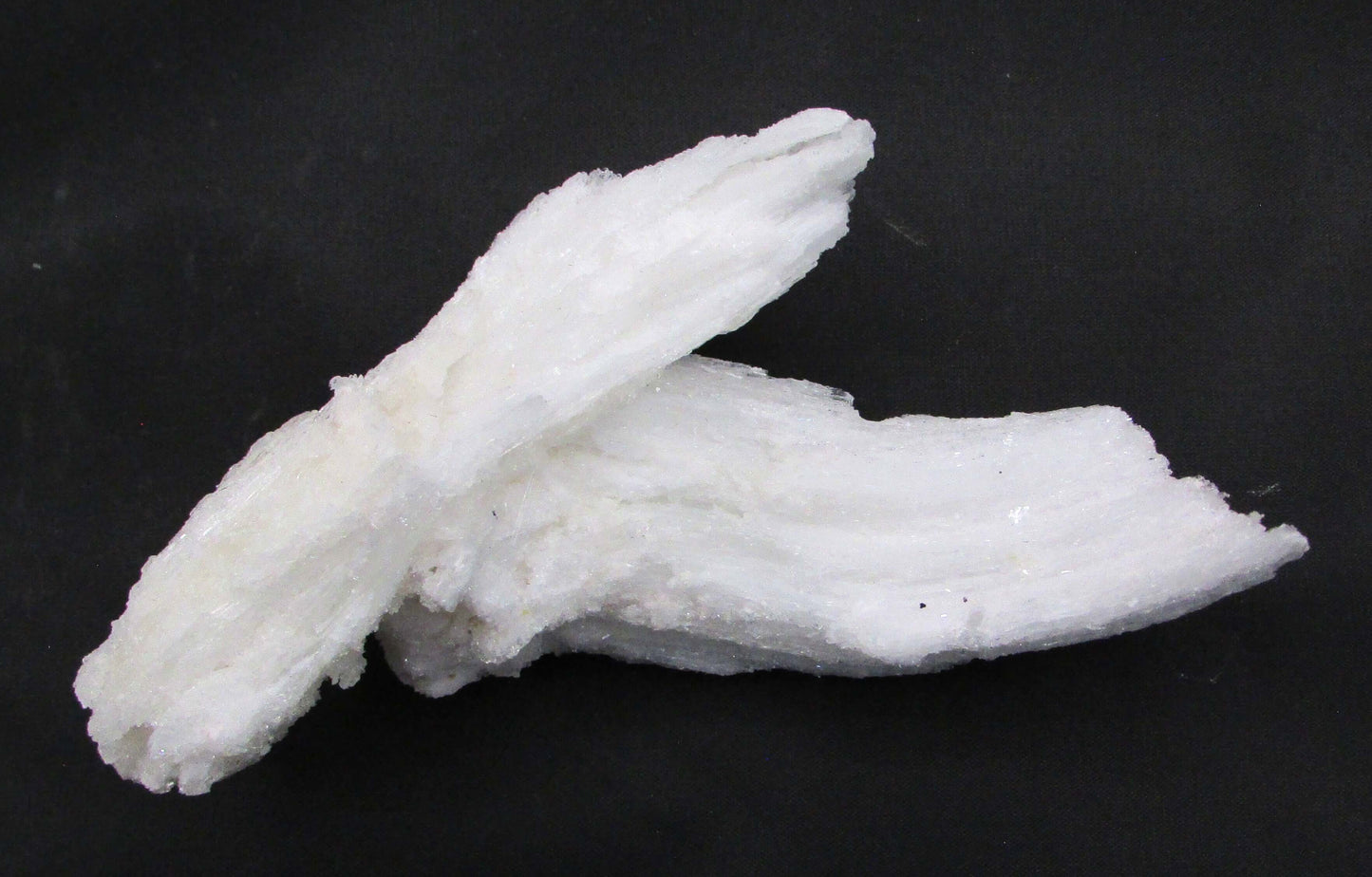 Ram's Horn Selenite - Stone of Spiritual Activation & Transformation