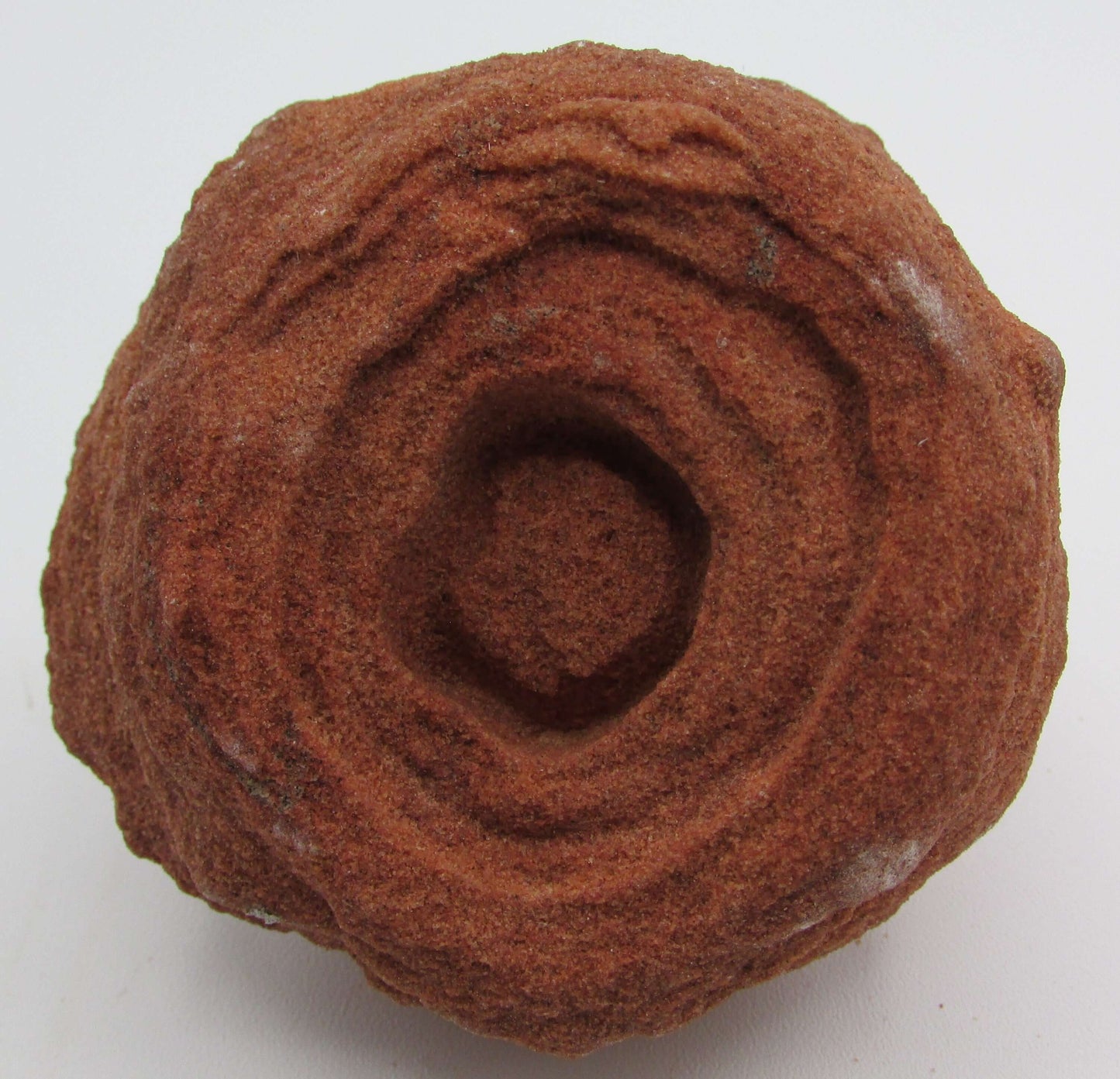 Stromatolite Kerkoub Fossil Flower Mineral (AM195)