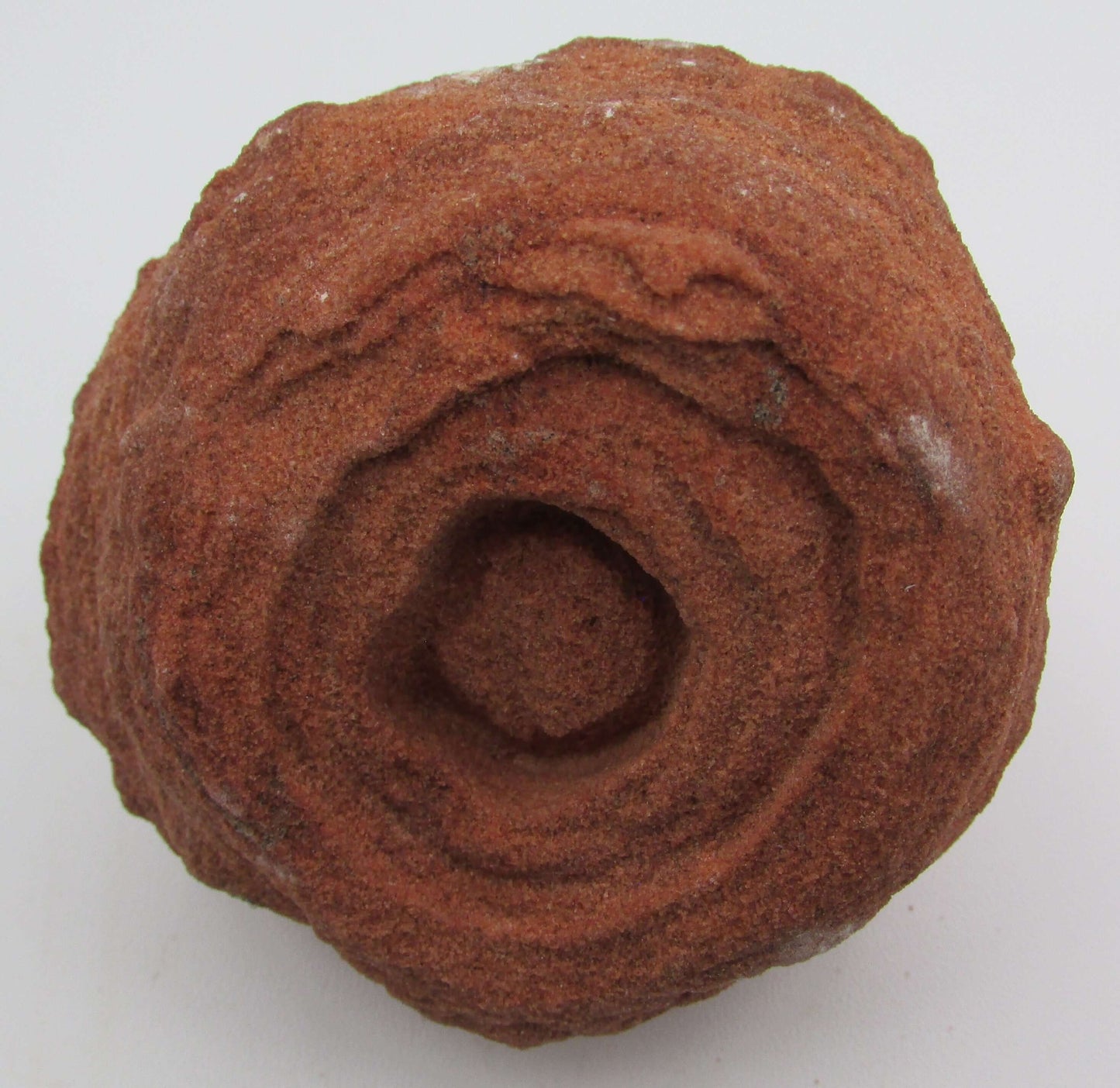 Stromatolite Kerkoub Fossil Flower Mineral (AM195)