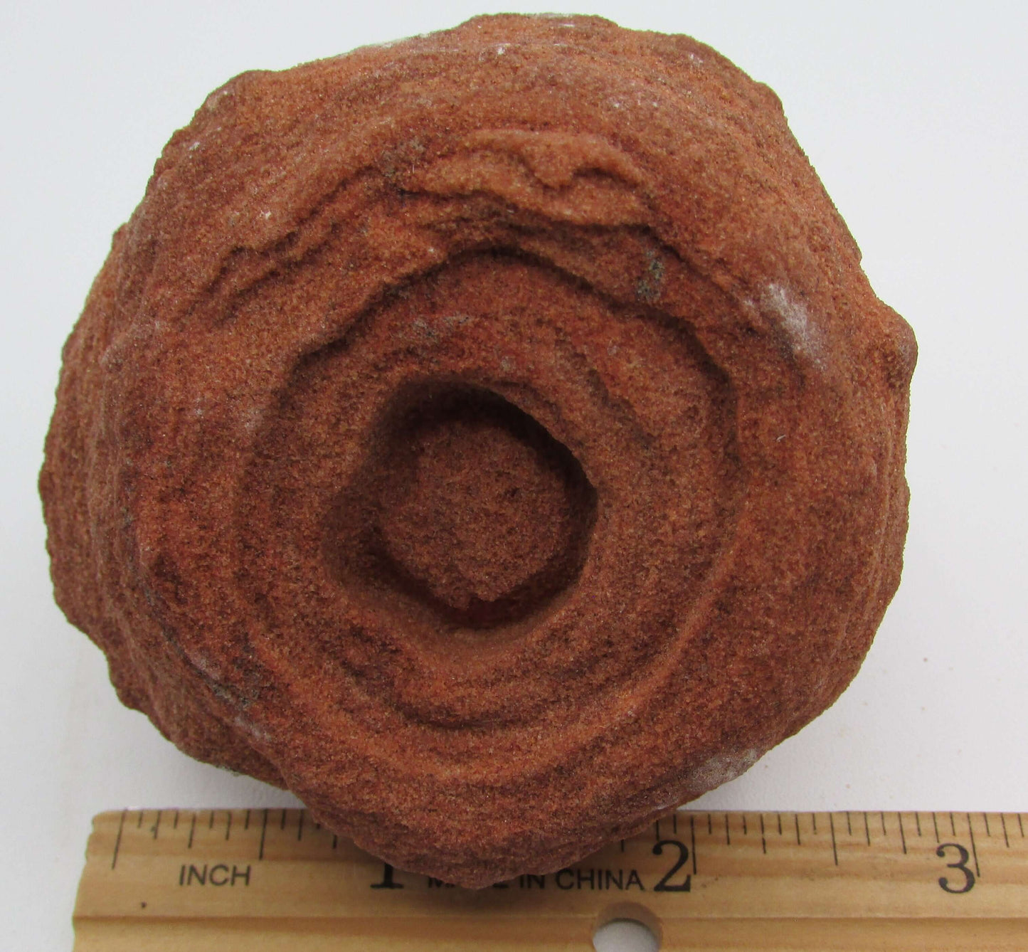 Stromatolite Kerkoub Fossil Flower Mineral (AM195)