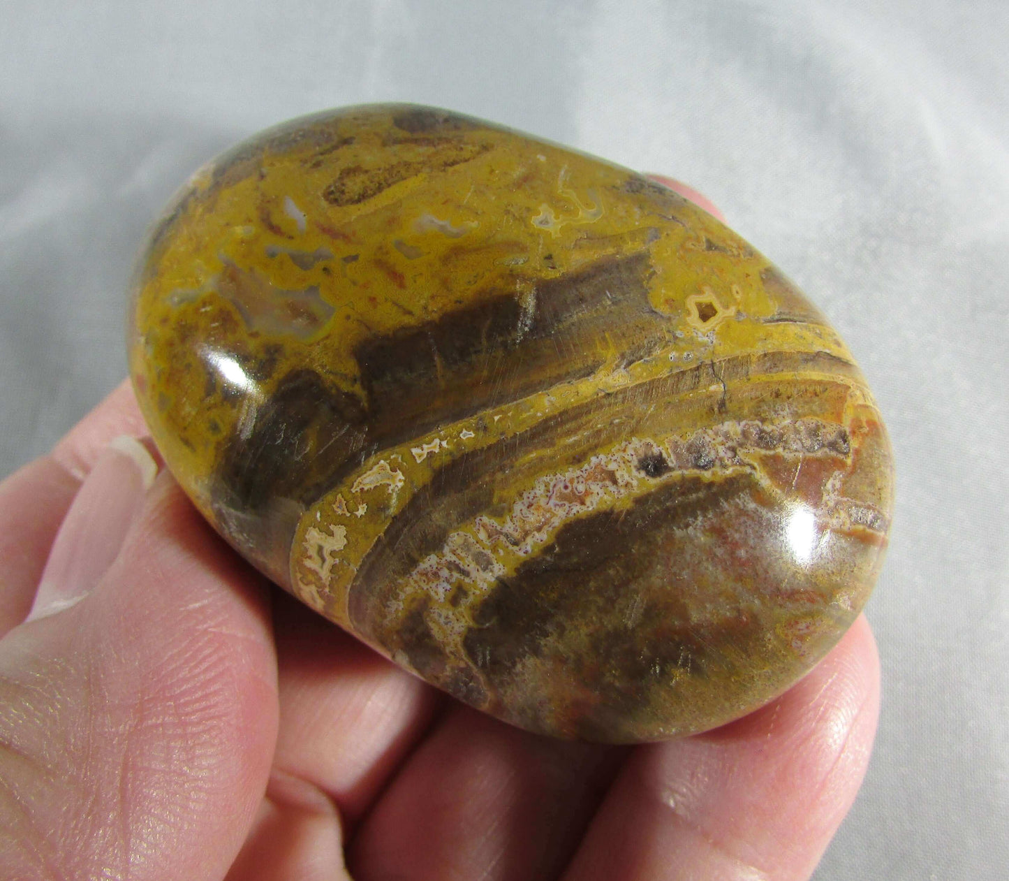 petrified wood polished palmstonel, genuine petrified wood