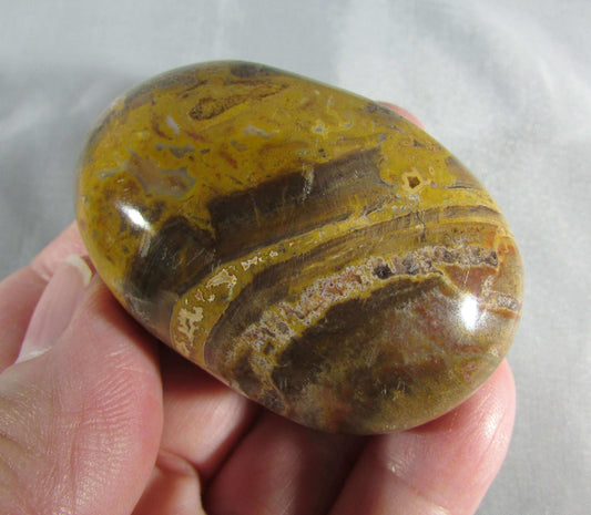 petrified wood polished palmstonel, genuine petrified wood