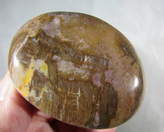 petrified wood polished palmstonel, genuine petrified wood