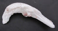 Ram's Horn Selenite - Stone of Spiritual Activation, Mental Clarity [GM111]