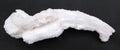 Ram's Horn Selenite - Stone of Spiritual Activation, Mental Clarity [GM112]