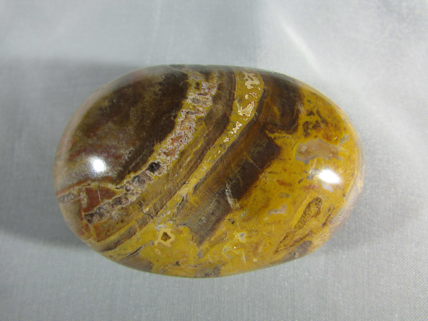 Petrified Wood Palmstone (FTM156) Crystals