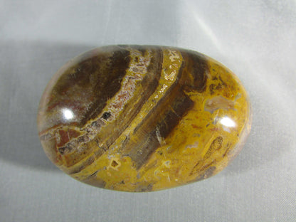 petrified wood polished palmstonel, genuine petrified wood