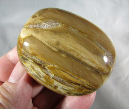 petrified wood polished palmstonel, genuine petrified wood