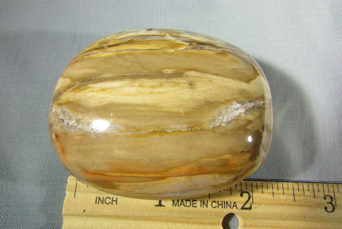petrified wood polished palmstonel, genuine petrified wood