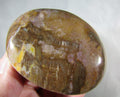 petrified wood polished palmstonel, genuine petrified wood