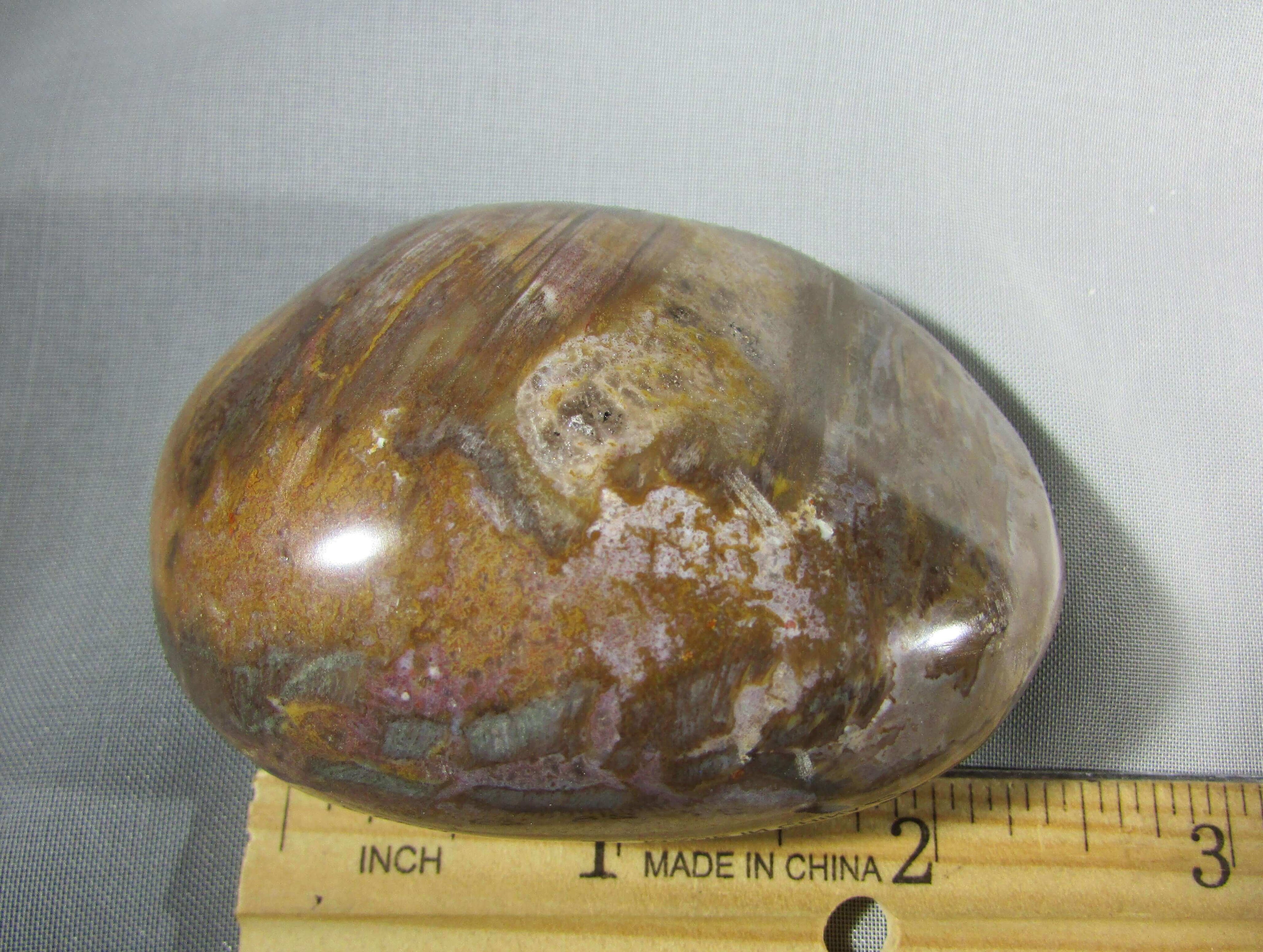 petrified wood polished palmstonel, genuine petrified wood