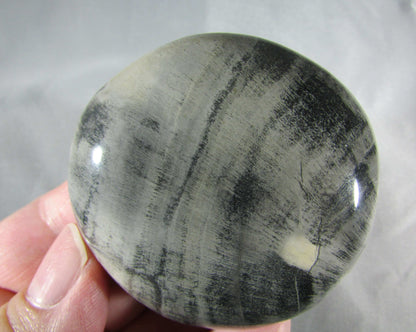 petrified wood polished palmstonel, genuine petrified wood